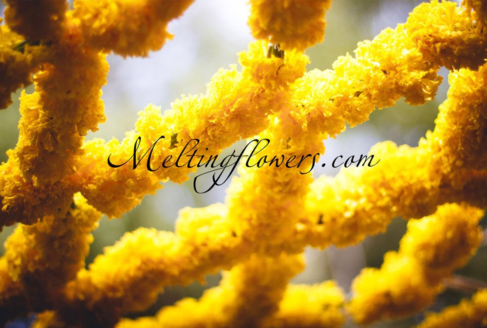 Marigold Magic- Revitalize Your Pre-wedding Function With Genda Phool